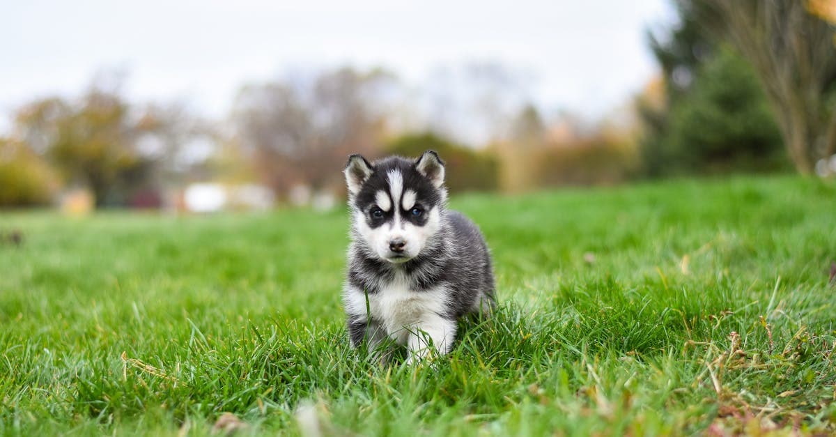 Cover Image for Fetch Your Future: Unleashing Opportunities in Dog Walking Careers