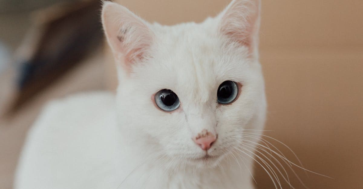 Cover image for Pet Neutering Explained: Myths, Facts, and Why You Should Consider It